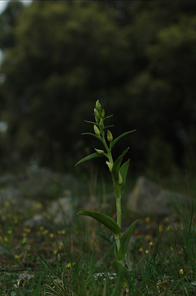 Cephalanthera damasonium